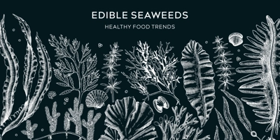 Edible seaweed banner on chalkboard. Healthy food ingredients background. Hand drawn sea vegetables sketches. Kkelp, wakame, kombu, hijiki vector illustration. Japanese cuisine menu design